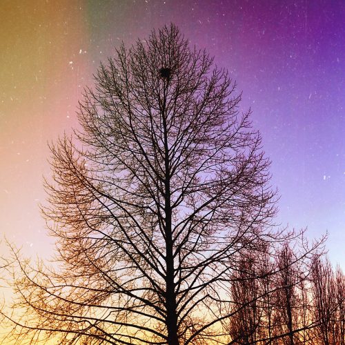 Cosmic Trees Silhouette