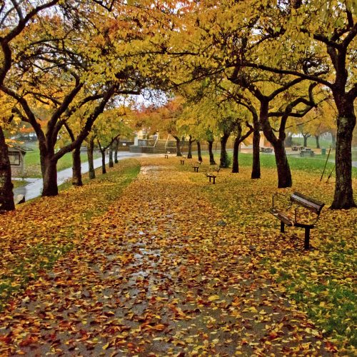 Rainy Path with Autumn Leaves