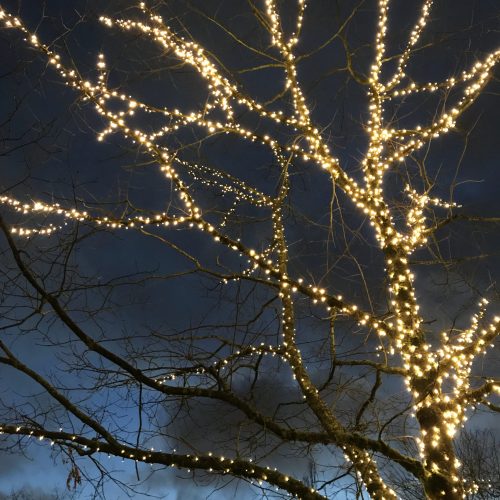 Burnaby Tree Lights