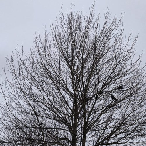 Rijal_Bicram_Steel Creek, Burnaby _Normal - Bicram Rijal