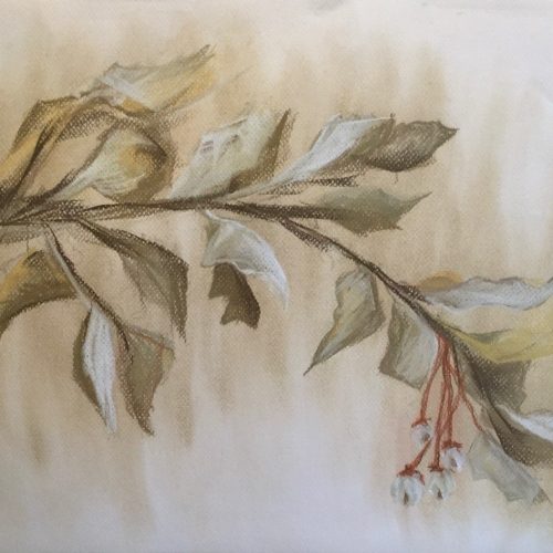Styrax Japonica | Pastel on Paper | 48 x 35 cm