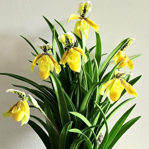 att.mRmiu6Xc5cwfo4nkyW-gk99CkuEStf23-hEFouSCwsw - KC CLAY FLOWERS