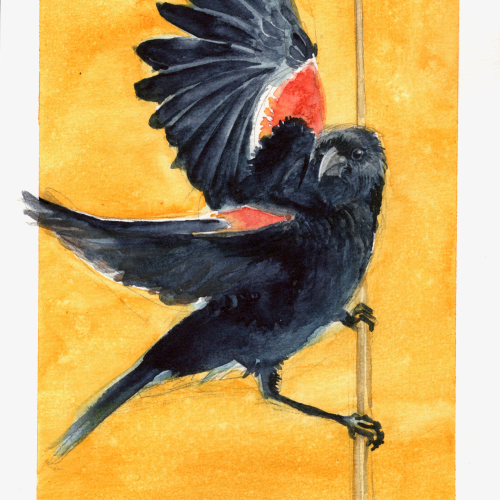 mao_arianna_blackbird - Arianna M