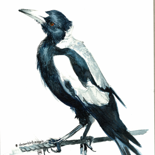 mao_arianna_magpie - Arianna M