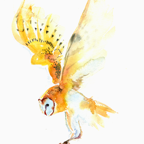 mao_arianna_owl - Arianna M