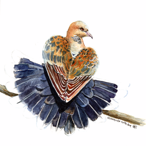 mao_arianna_turtledove - Arianna M