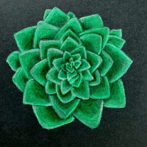 moms succulent - Delilah Patton